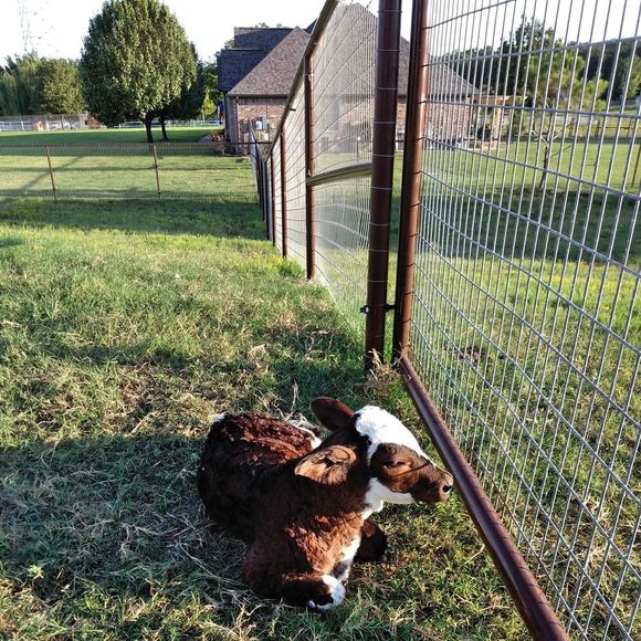 Meet your Posher, Alana - Picture 1 of 1